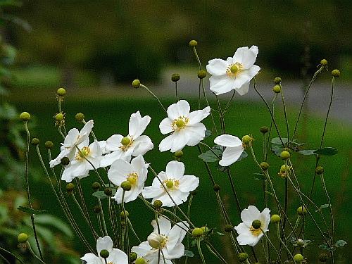 小石川植物園（三）　秋の植物園のお花たち_d0084473_20291310.jpg