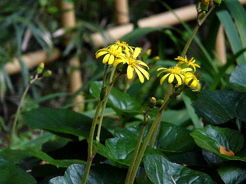 小石川植物園（三）　秋の植物園のお花たち_d0084473_20312676.jpg