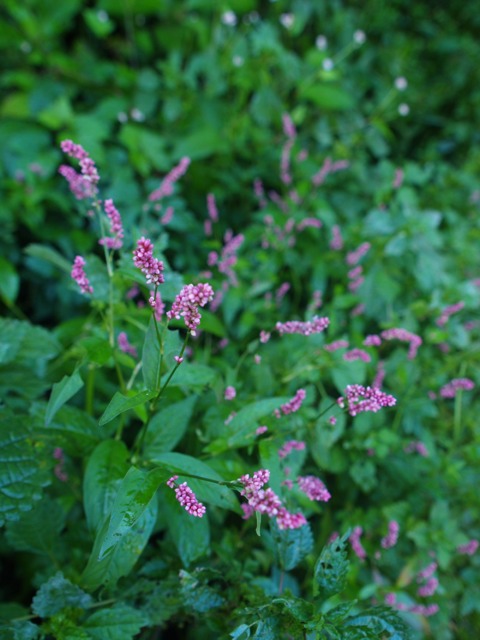 a0025576_22133176.jpg