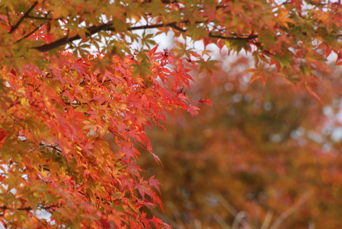 紅葉祭り（PL編）_c0120376_18171677.jpg