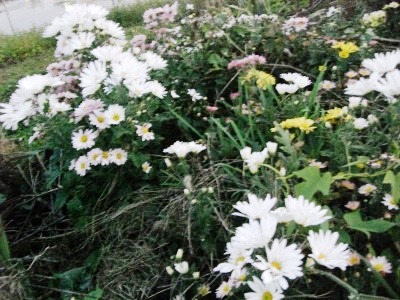 c0078480_2318497.jpg