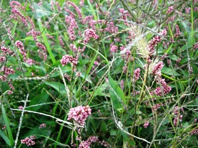 c0078480_23252244.jpg