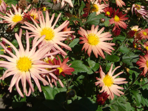 散歩道の花 30_f0146493_965254.jpg