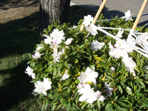 散歩道の花 30_f0146493_96754.jpg