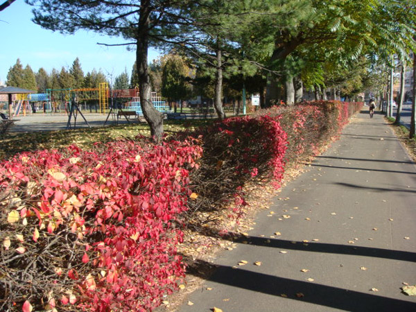 散歩道の花 30_f0146493_97639.jpg