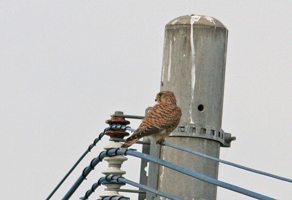 探鳥会の続きで！_a0047700_21453934.jpg