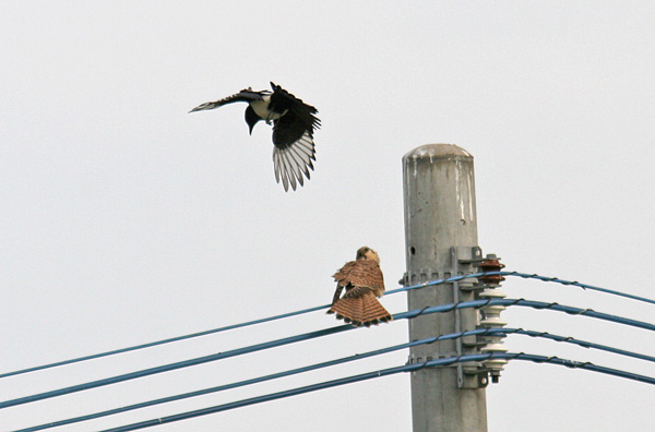 探鳥会の続きで！_a0047700_21493115.jpg