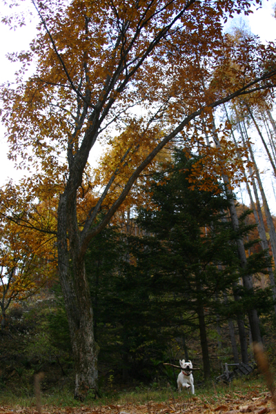 c0089005_8204371.jpg