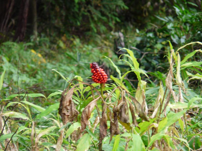 c0086014_20314328.jpg