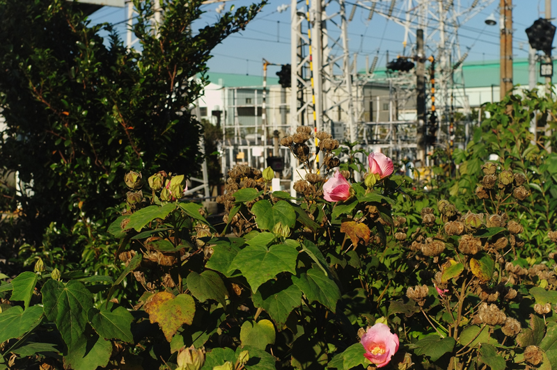 鶴見線沿線　きまま散歩3　　浅野駅周辺_d0082324_10485931.jpg