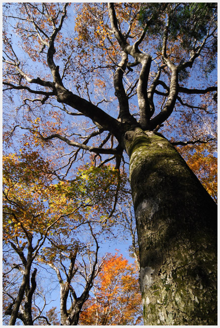 紅葉求めて茶臼山　　天狗棚周遊編 _e0077631_18412953.jpg