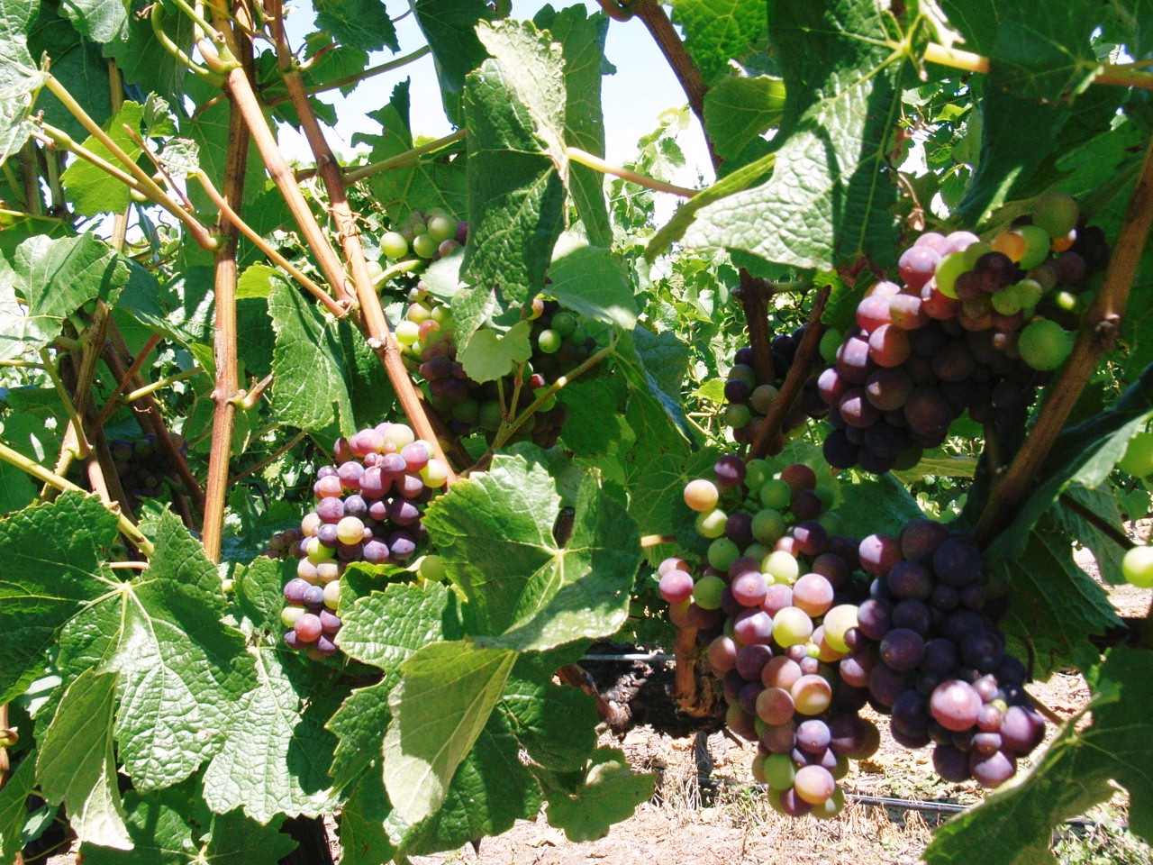 c0145750_2372013.jpg