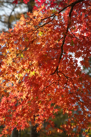 c0057265_828725.jpg