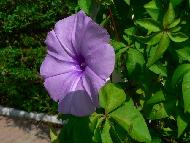 紅葉葉昼顔 モミジバヒルガオ 新 四季の花