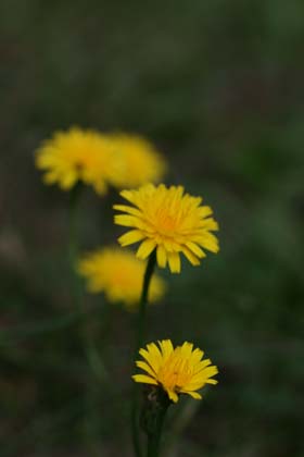 黄色の花と紅葉_b0119190_1841246.jpg