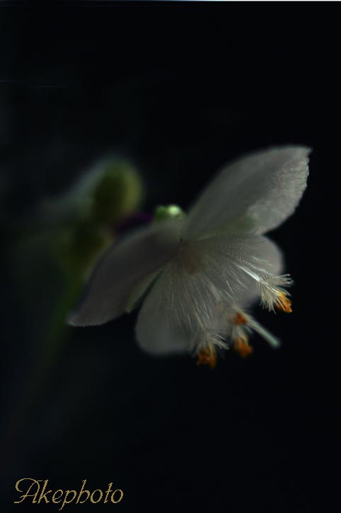 宇宙人に対して宇宙花があるとしたら・・・_e0127416_04518.jpg