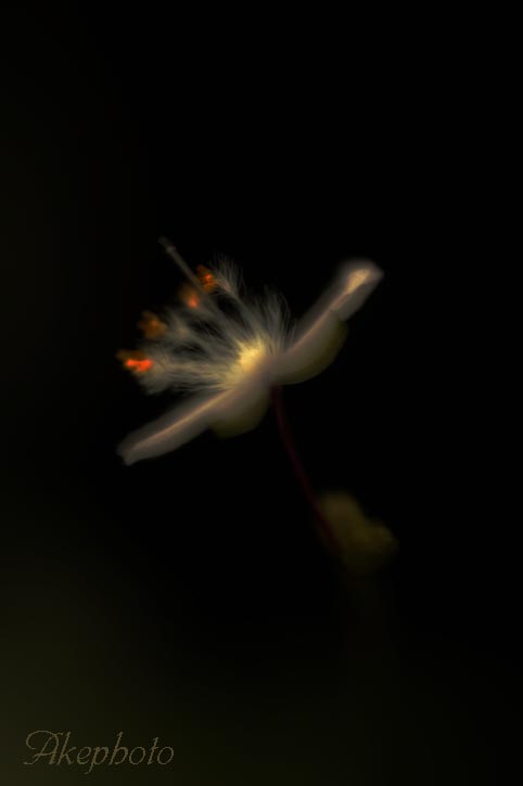 宇宙人に対して宇宙花があるとしたら・・・_e0127416_0475031.jpg