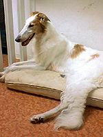 犬の貴公子_b0080720_0255323.jpg