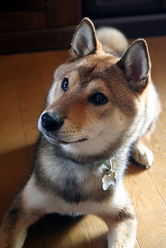 ろろ_d0124248_1512525.jpg