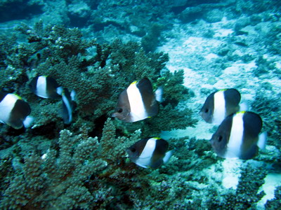 2007/11/04(日) - 1 Dive  No.455 - モーニンググローリー  [Similan]_a0002177_16231568.jpg