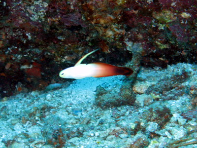 2007/11/04(日) - 3 Dive  No.457 - Sharks Fin Reef  [Similan]_a0002177_17214911.jpg