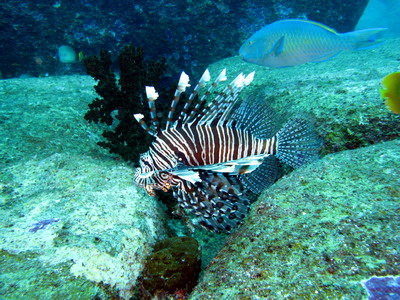 2007/11/04(日) - 3 Dive  No.457 - Sharks Fin Reef  [Similan]_a0002177_1730489.jpg