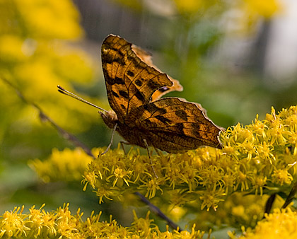 c0002682_1433558.jpg