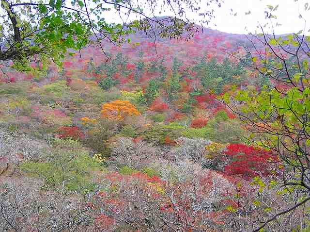 １１月８日　黒岳の紅葉_b0047184_951217.jpg