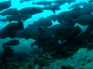 c0097095_7174911.jpg