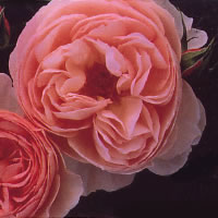 f0139405_17133324.jpg