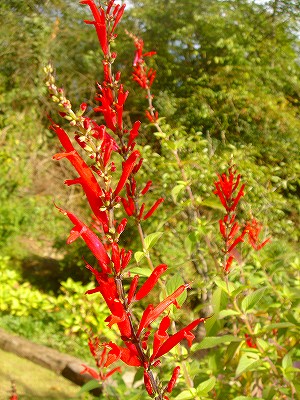 e0049409_19294566.jpg