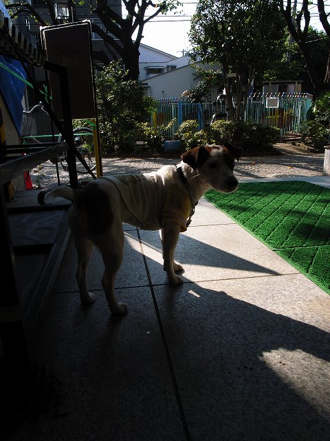 鼻デカ犬に非ず_c0071611_18584192.jpg
