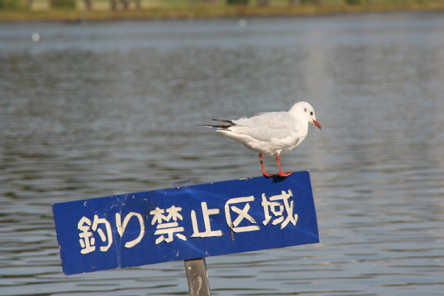 水鳥達と紅葉（1）_a0004023_1753014.jpg