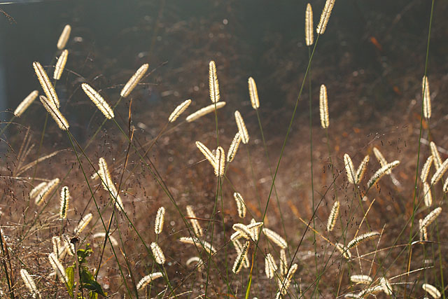 c0067040_22455010.jpg