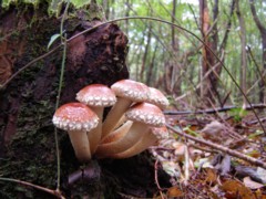 きのこに雨_f0043750_22144468.jpg