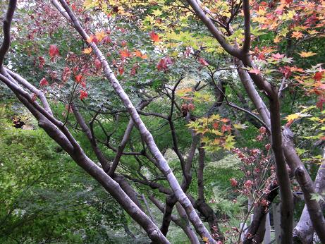 東福寺_e0017161_16205864.jpg