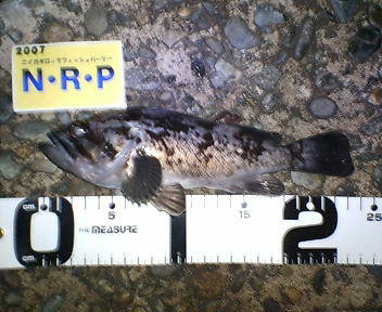 c0146202_075029.jpg