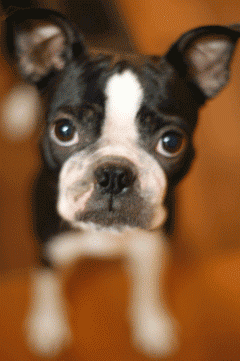 e0080117_19543318.gif