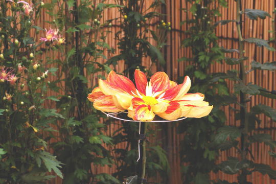 d0006718_1365664.jpg