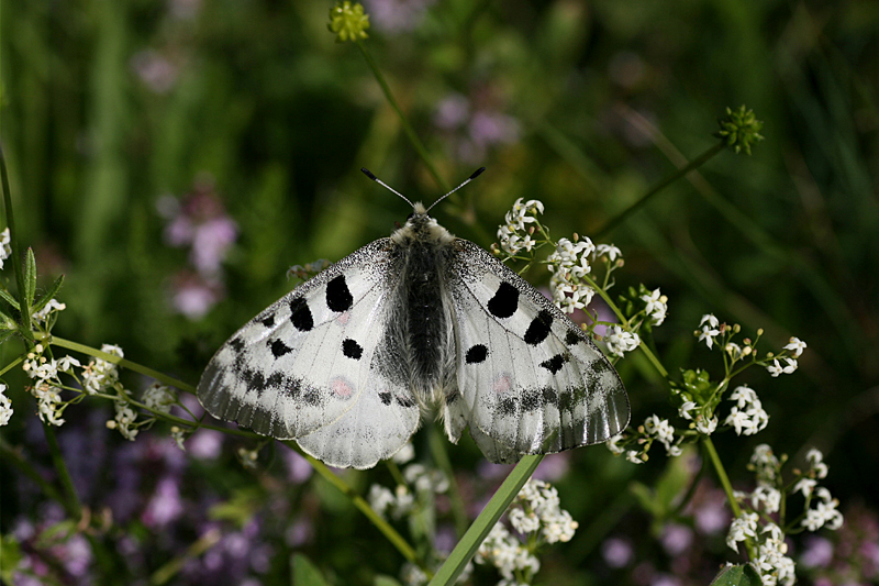 d0054625_12415689.jpg