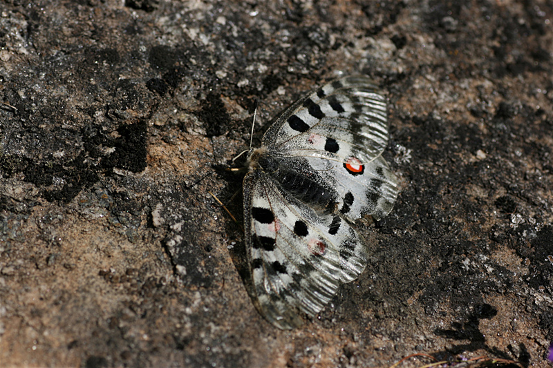 d0054625_12541470.jpg