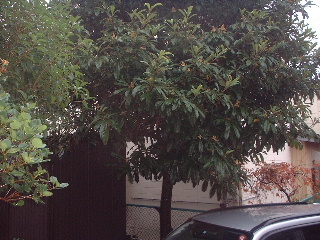 f0031037_10363817.jpg