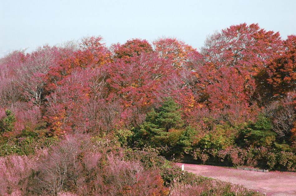           弥彦菊祭・・・・・2_f0134441_055537.jpg