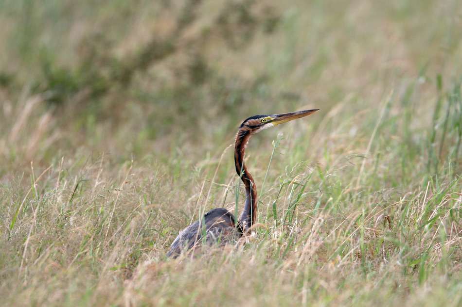 石垣島その他の鳥－１_d0013455_7262926.jpg