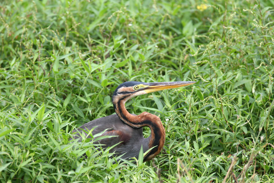 石垣島その他の鳥－１_d0013455_7264476.jpg