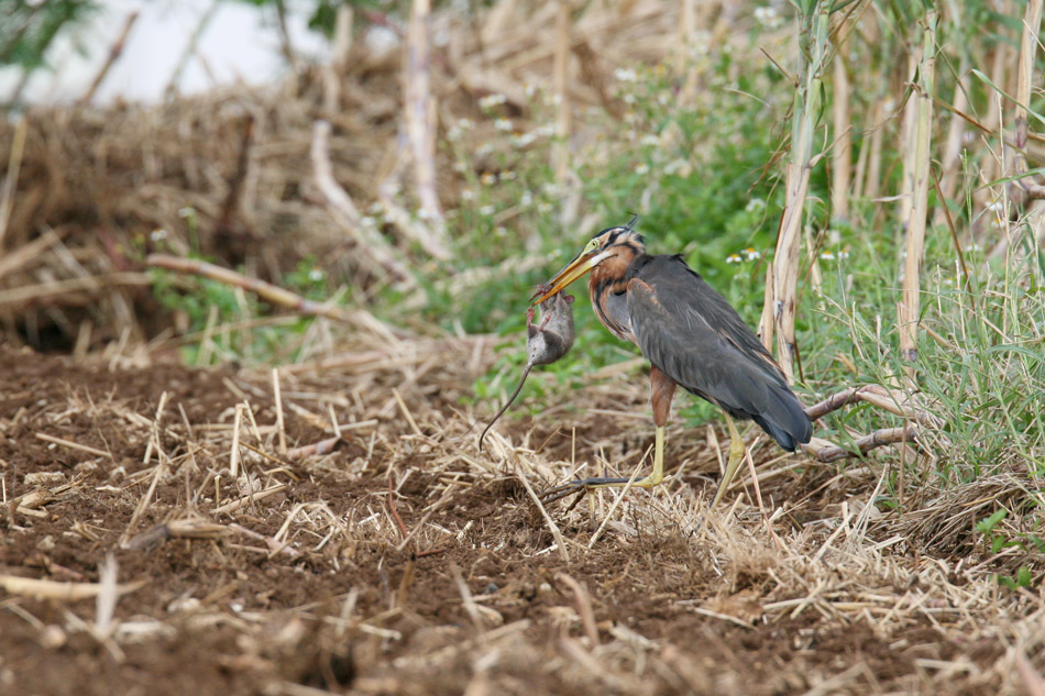 石垣島その他の鳥－１_d0013455_72724.jpg