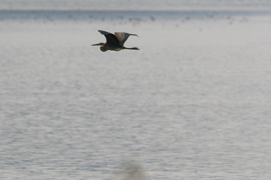 石垣島その他の鳥－１_d0013455_7274421.jpg