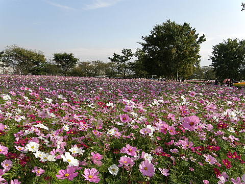 c0147261_1285573.jpg