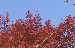 但馬の小京都散策(一) 2007年11月11日_d0083265_72542.jpg