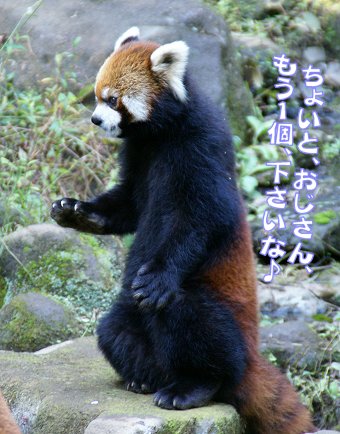 １１月１１日　　動物園～前編～_a0039366_16545619.jpg